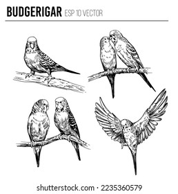 Budgerigar, dibujo de ilustración vectorial. Esquema editable sobre fondo transparente