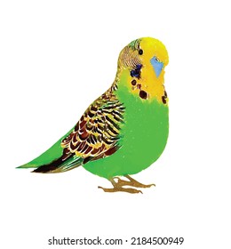 Budgerigar vector illustration. Parrot on white background. Exotic wildlife. Tropical bird hand drawn. Parrot clipart. Jungle fauna. Aquarelle style. Clipart for logo, greeting card and design.