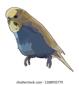 Budgerigar. Vector isolated elements on the white background.