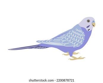 Budgerigar violet parrot. Budgie bird, or colorful Parakeet pet cartoon style illustration on white background.