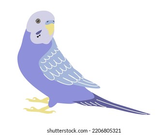 Budgerigar violet parrot. Budgie bird, or colorful Parakeet pet cartoon style illustration on white background.