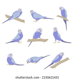 Budgerigar violet parrots set sitting on brunch. Budgie bird, or colorful Parakeet pet cartoon style illustration on white background.