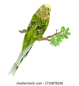 Budgerigar,green pet parakeet or shell parakeet or budgie home pet and Schefflera watercolor on a white background vintage vector illustration editable hand draw