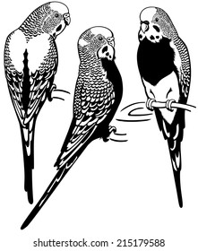 budgerigars australian parakeets, black and white image