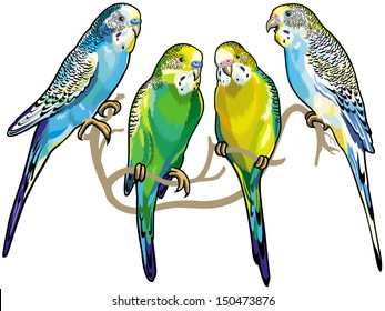 budgerigars australian parakeets vector illustration isolated on white background