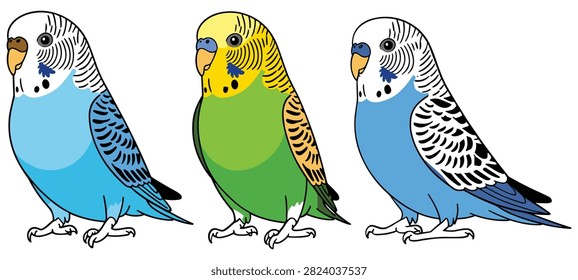 Budgerigars Illustration Three Colorful Parakeets On White Background