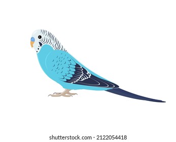 Budgie-Vogel, der seitlich steht. Vektorgrafik eines budgerigar blauen Papagei auf weißem Hintergrund. 