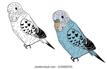 The budgie parrot line art and colored. Vector illustration. 