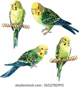 Budgie Papagaio Aquarela - verde vibrante e amarelo ilustração vetor