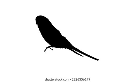 budgie silhouette, high quality vector