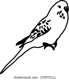 Budgie sitting