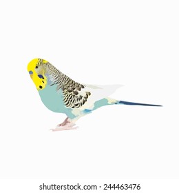 Budgie Vector