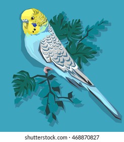 budgie vector illustration. 