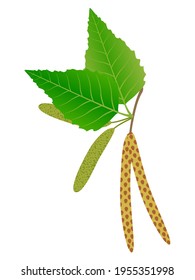 Buds of birch isolated on a white background.