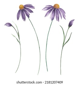 Buds And Blooming Purple Flowers, Watercolor Echinacea Flowers Illustration.