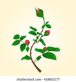 Buds of climbing red rose  stem with leaves and bud vector illustration