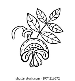 Buds and fruits of Sophora japonica. Hand-drawn botanical illustration. Coloring book . Vector illustration.