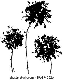 buds of lush fluffy flowers dandelions branches isolated black vector background