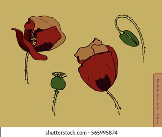 The buds of poppies on a warm background. Flower and the poppy capsule. Contour drawing marker on paper.