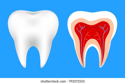 Bud's tooth – stock vector