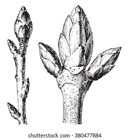 Buds, vintage gravada ilustração. Dicionário de palavras e coisas - Larive e Fleury - 1895.