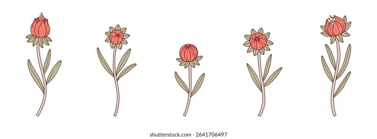 Buds of wildflowers colorful set with contour. Blooming wild plant coreopsis, meadow flowers. Botanical elements for design projects. Detailed floral vector illustration