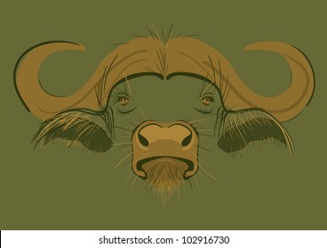 Buffalo