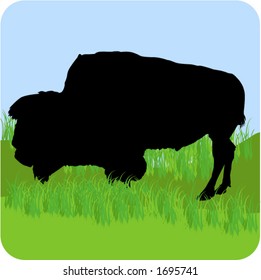 buffalo
