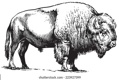 Buffalo - American Bison