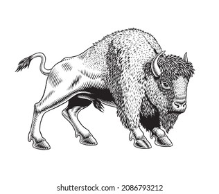 11,136 Bison black and white Images, Stock Photos & Vectors | Shutterstock