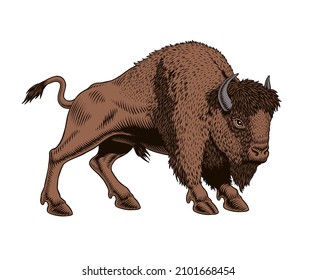 Buffalo - American Bison. Engraving or etching style hand-drawn vector illustration.