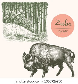 Buffalo - American Bison with forest.  Engraved vector illustration