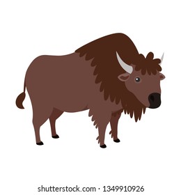 Buffalo. American bison. Isolated vector illustration