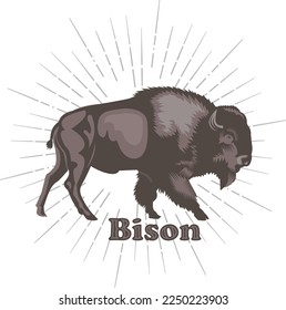 Buffalo - American Bison. Retro style illustration