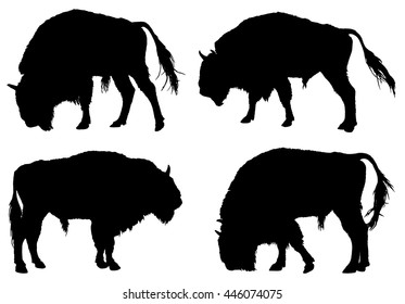 Buffalo. American Bison silhouette collection