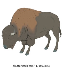 Buffalo Animal Vector Illustration Template Icon Collection