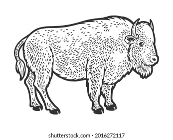 Buffalo bison animal sketch engraving vector illustration. T-shirt apparel print design. Scratch board imitation. Black and white hand drawn image.