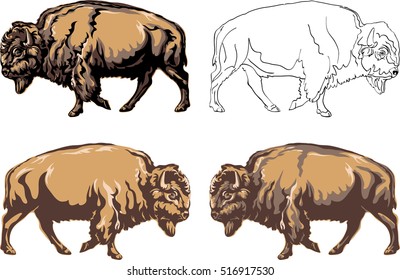 buffalo, bison, vector, american, nature, illustration, bull, animal, white, black, color