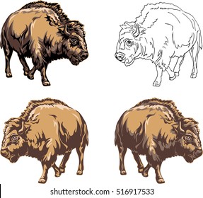 buffalo, bison, vector, american, nature, illustration, bull, animal, white, black, color