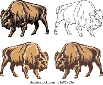 buffalo, bison, vector, american, nature, illustration, bull, animal, white, black, color