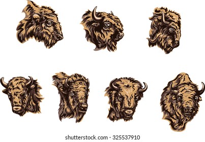 buffalo, color illustration, portrait, various postures of the animal, buffalo head