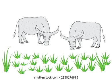 buffalo eating green grass on rice field in countryside in Asia, vectior illustration on white background with islated  