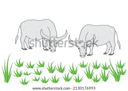buffalo eating green grass on rice field in countryside in Asia, vectior illustration on white background with islated  
