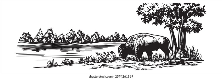 buffalo grazing near river with trees hand-drawn illustration