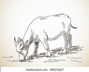 Buffalo, Hand drawn illustration, Vector sketch
