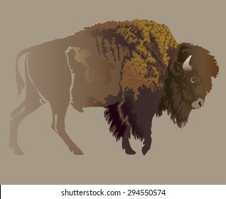 Buffalo. Hand-drawn illustration, detailed variant.