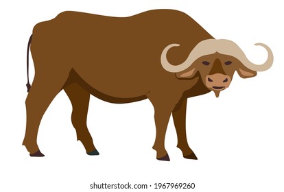 Buffalo icon. Vector illustration of African buffalo, standing, in flat style. Isolated on white. Isolated icon.