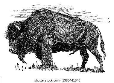 Buffalo is a large bovid originating, vintage line drawing or engraving illustration.