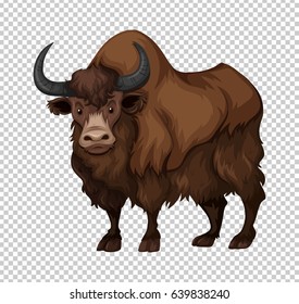 Buffalo with long hair illustration