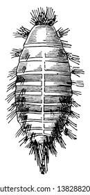 Buffalo Moth where the larva of the carpet beetle, vintage line drawing or engraving illustration.